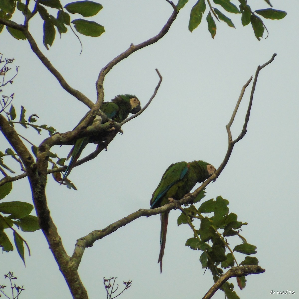 Chestnut-fronted Macaw - ML620017889