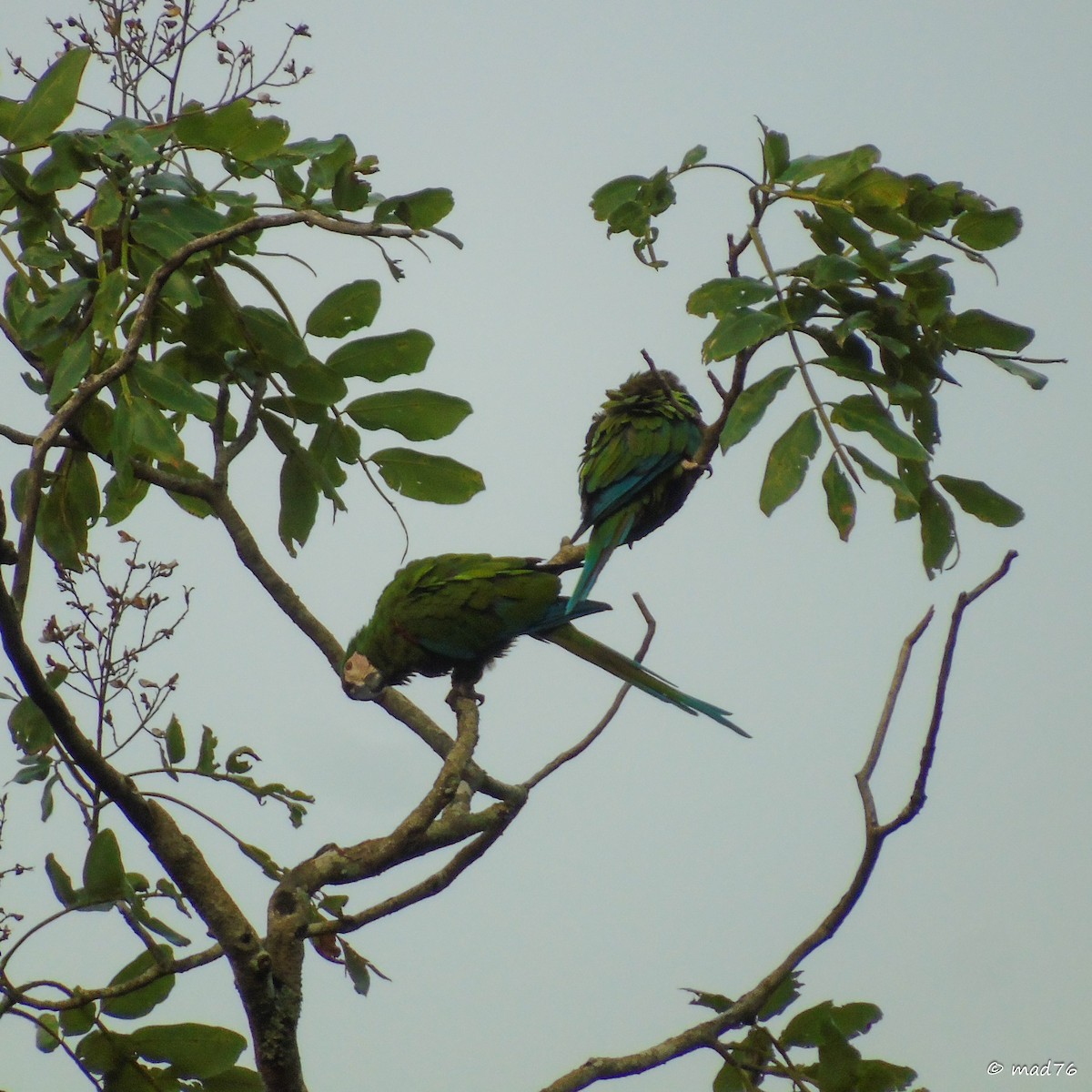 Chestnut-fronted Macaw - ML620017890