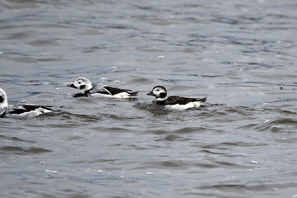 Long-tailed Duck - ML620017894