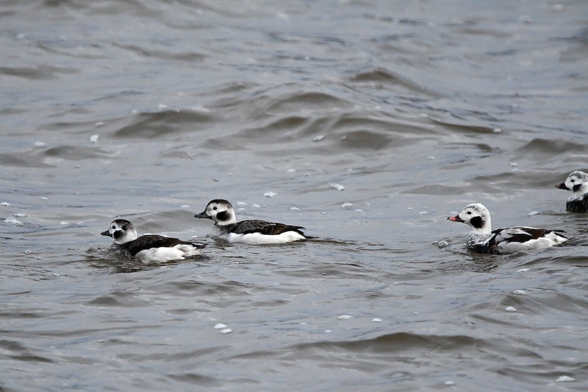 Long-tailed Duck - ML620017904