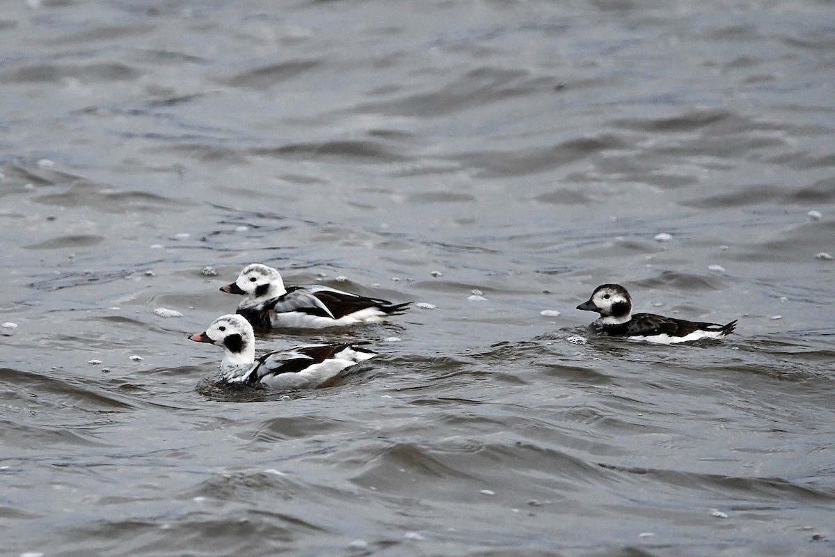 Long-tailed Duck - ML620017908