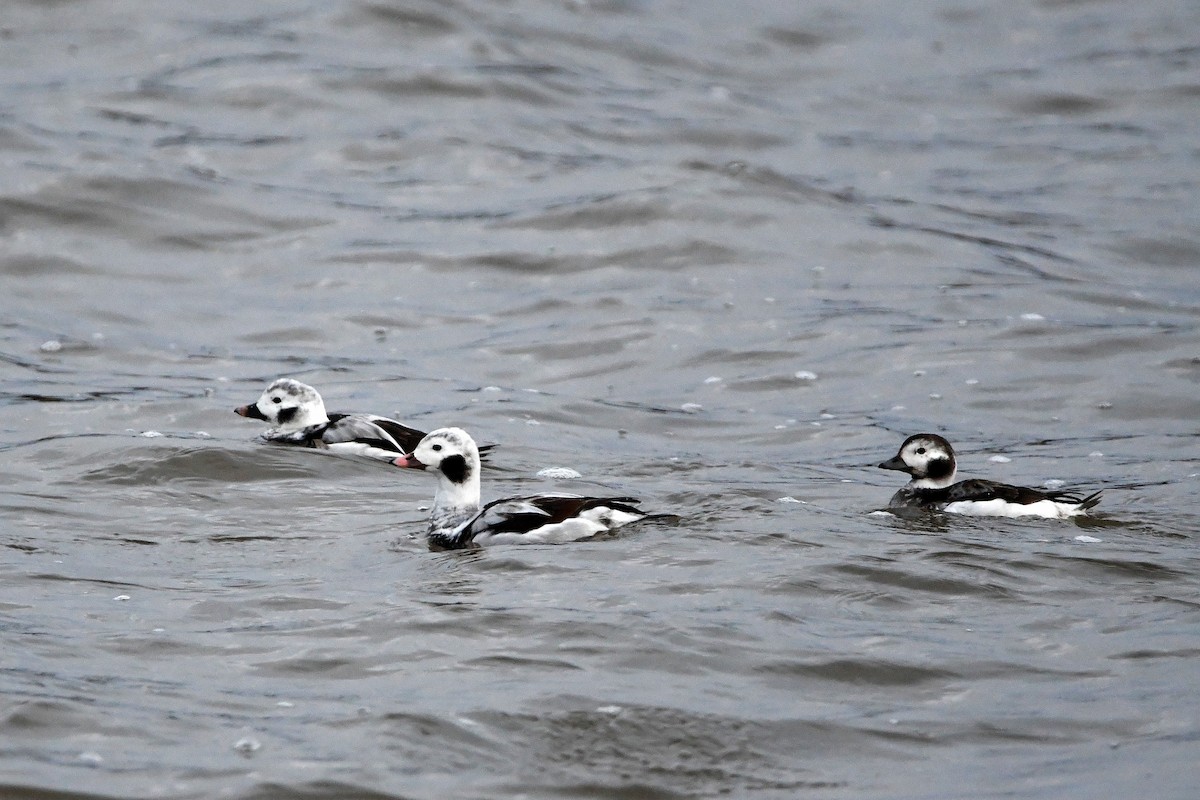 Long-tailed Duck - ML620017918