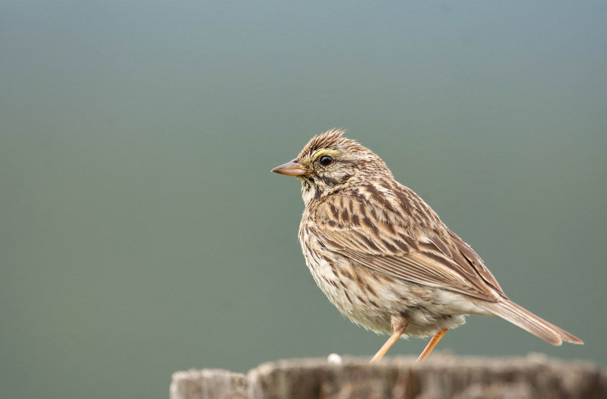 Savannah Sparrow - ML620017923
