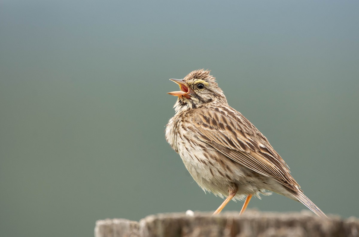 Savannah Sparrow - ML620017924