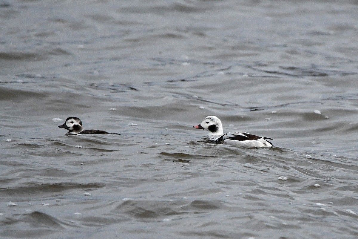 Long-tailed Duck - ML620017925