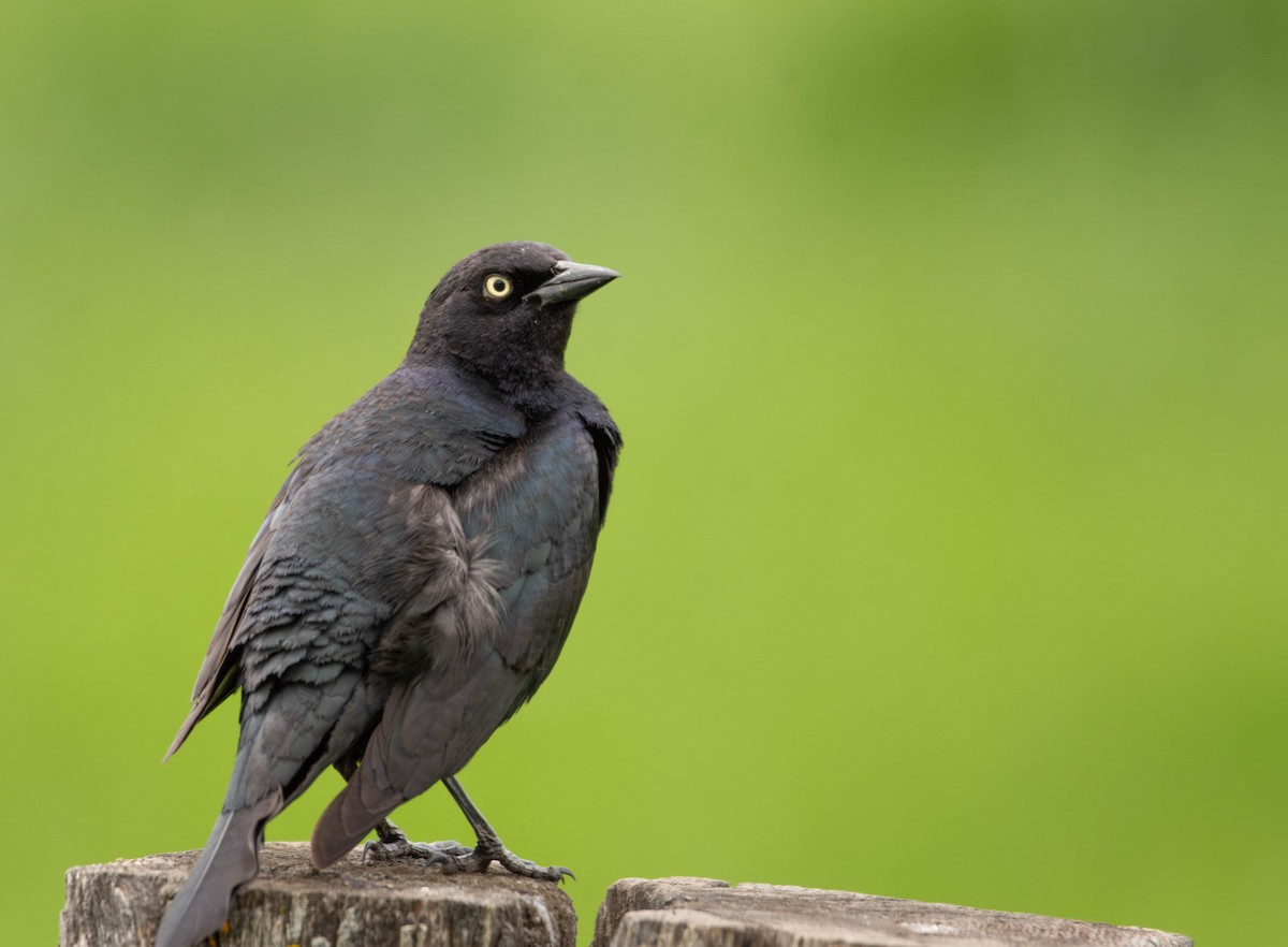 Brewer's Blackbird - ML620017935