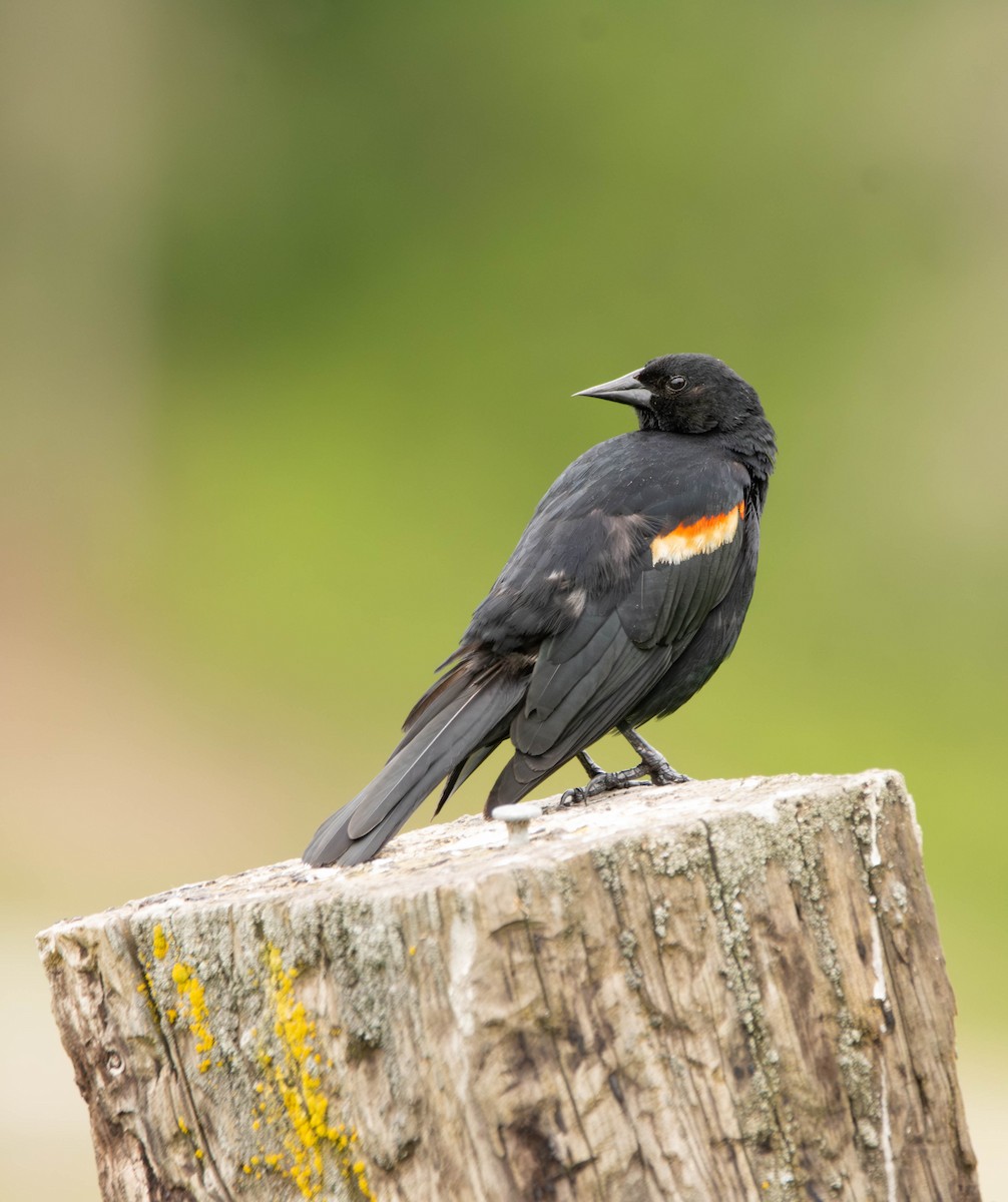 Red-winged Blackbird - ML620017936