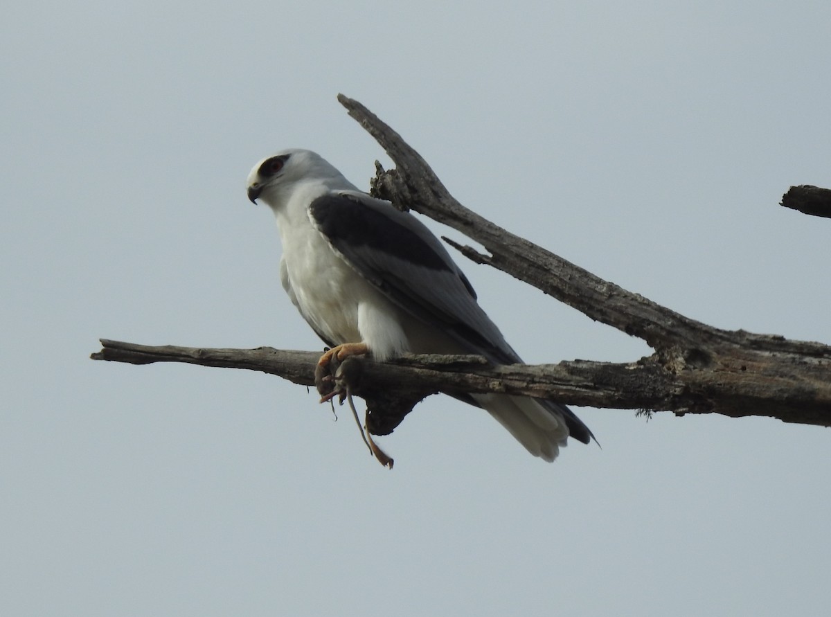 Black-shouldered Kite - Mark Ley