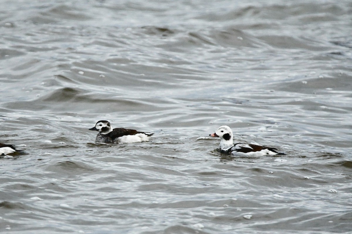 Long-tailed Duck - ML620017948