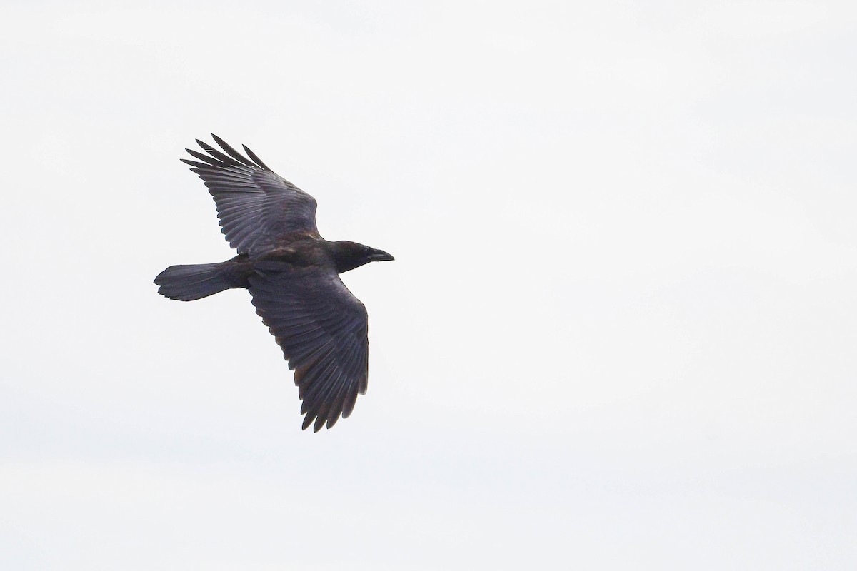 Common Raven - ML620017949