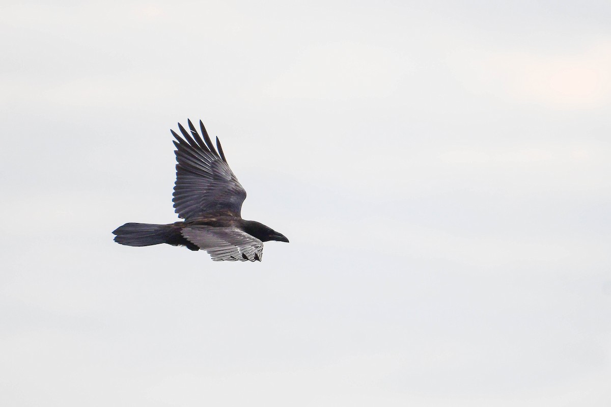 Common Raven - ML620017950