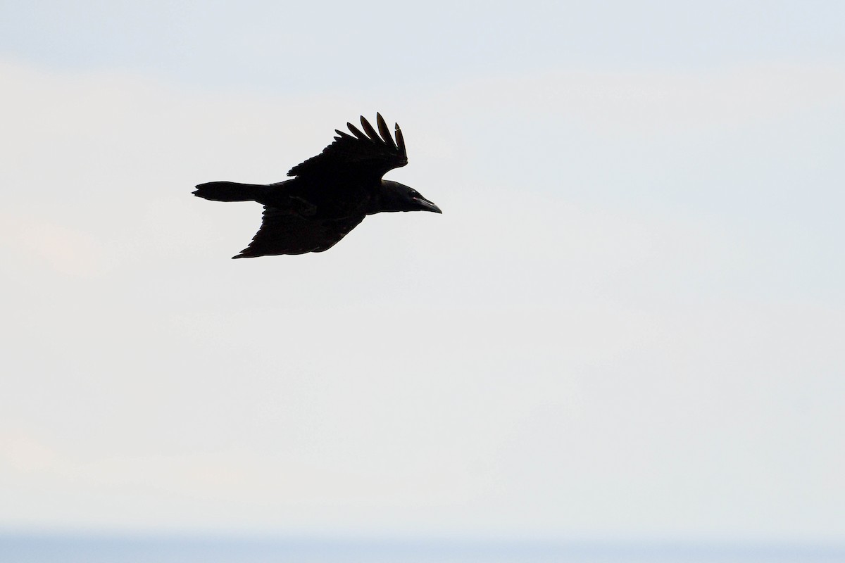 Common Raven - ML620017952