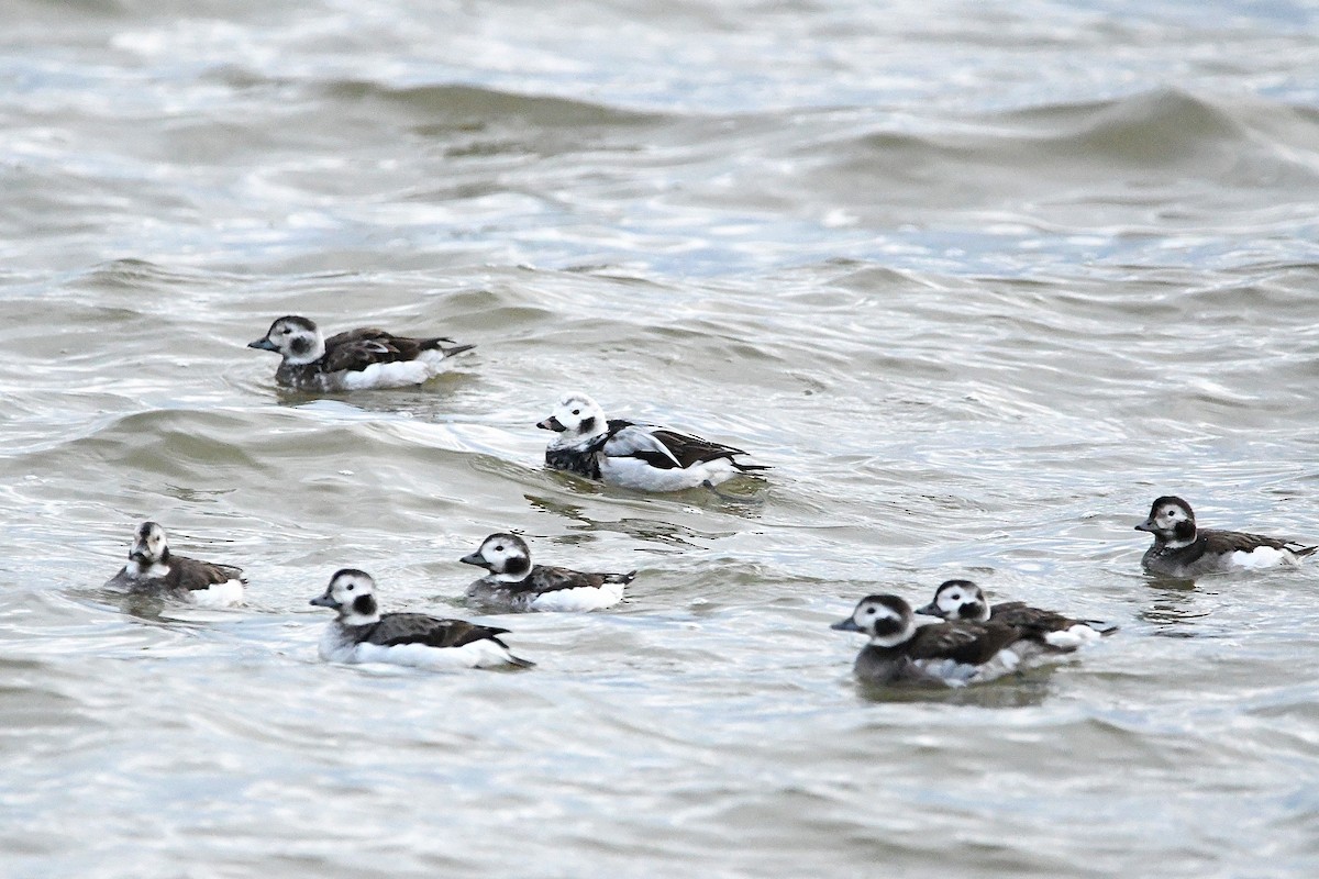Long-tailed Duck - ML620017966