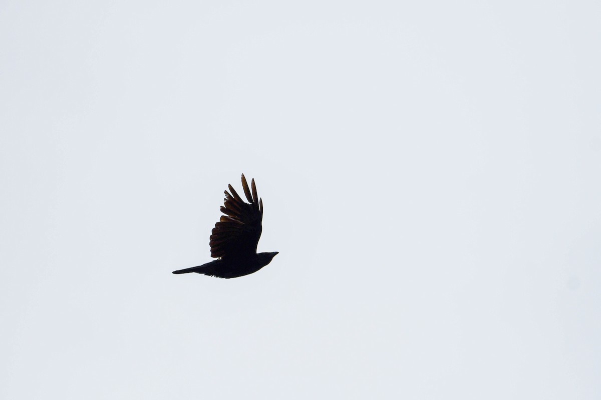 Carrion Crow - ML620017968
