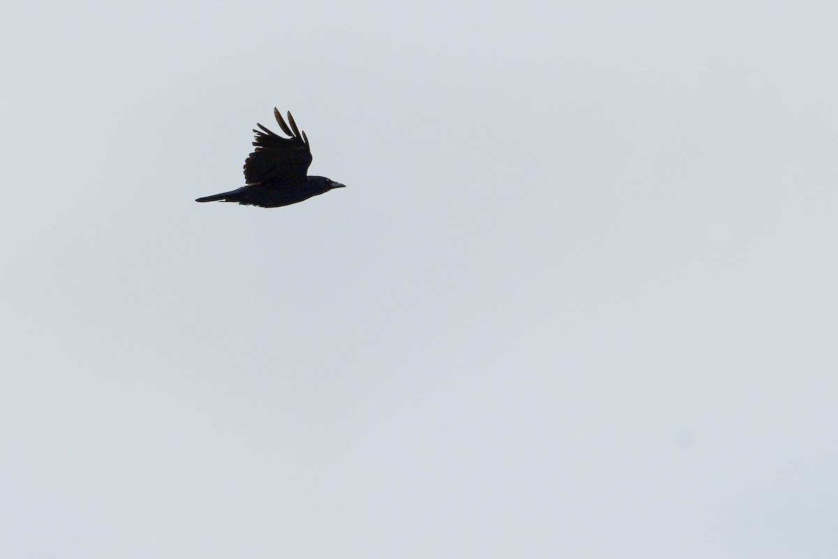 Carrion Crow - ML620017969