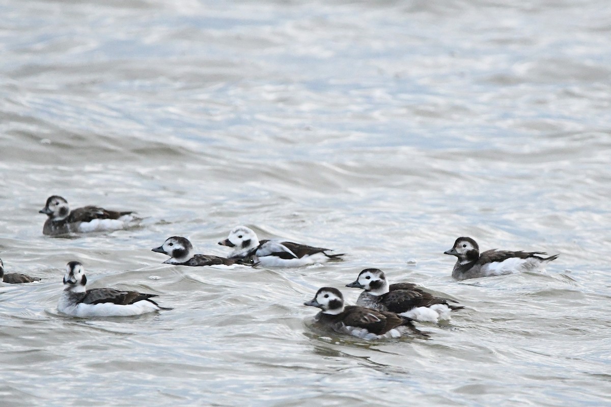 Long-tailed Duck - ML620017972
