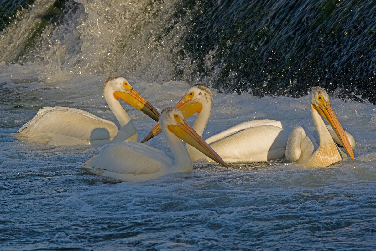 pelikán severoamerický - ML620017981