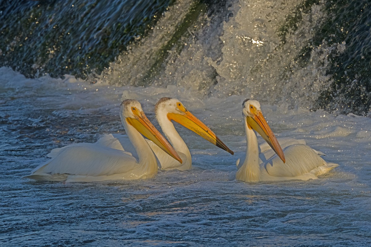 American White Pelican - Vic Hubbard