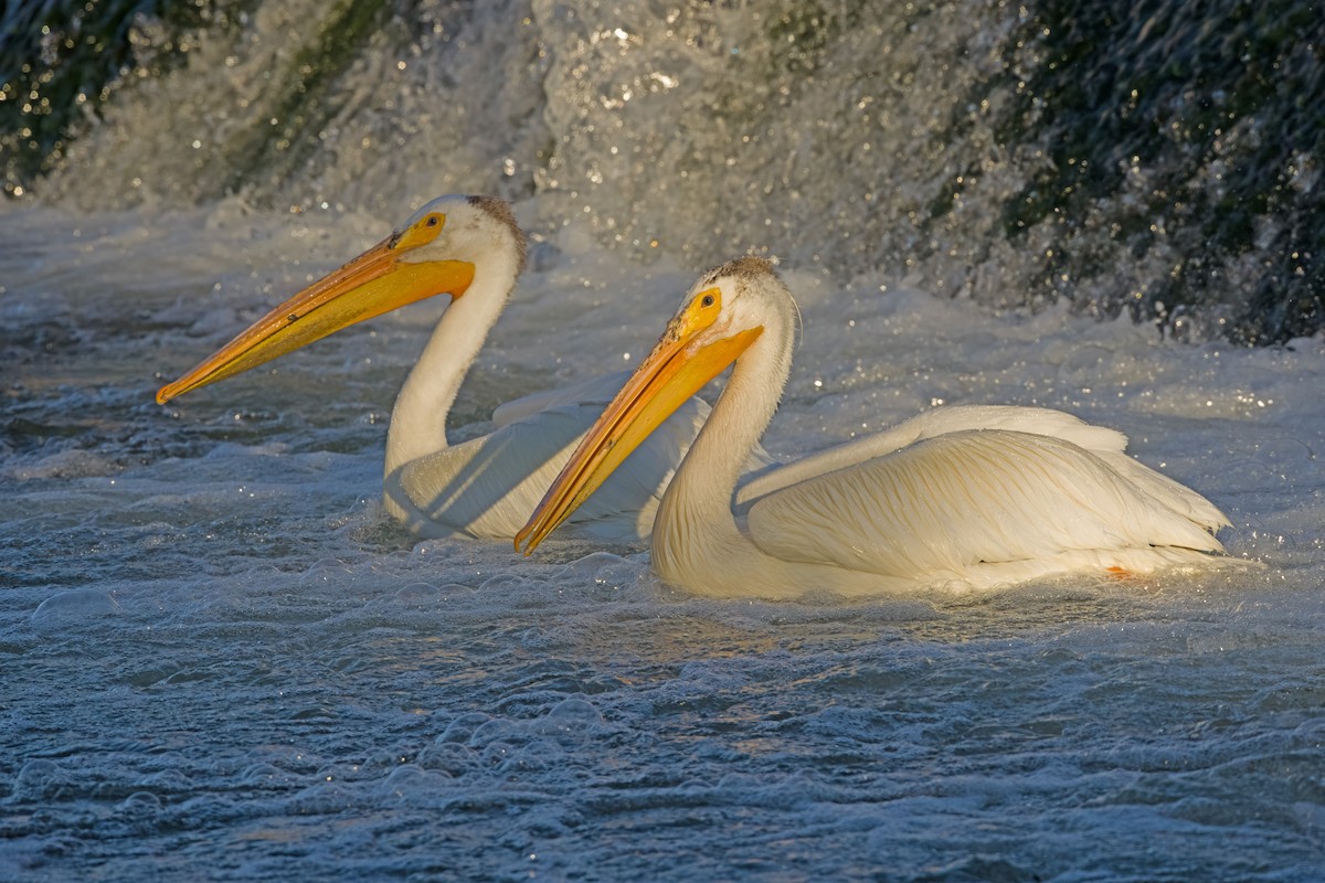 American White Pelican - ML620017983