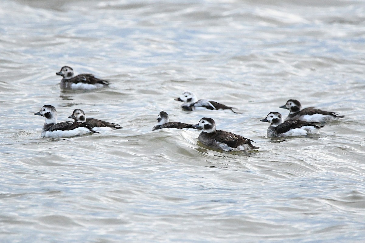 Long-tailed Duck - ML620017985