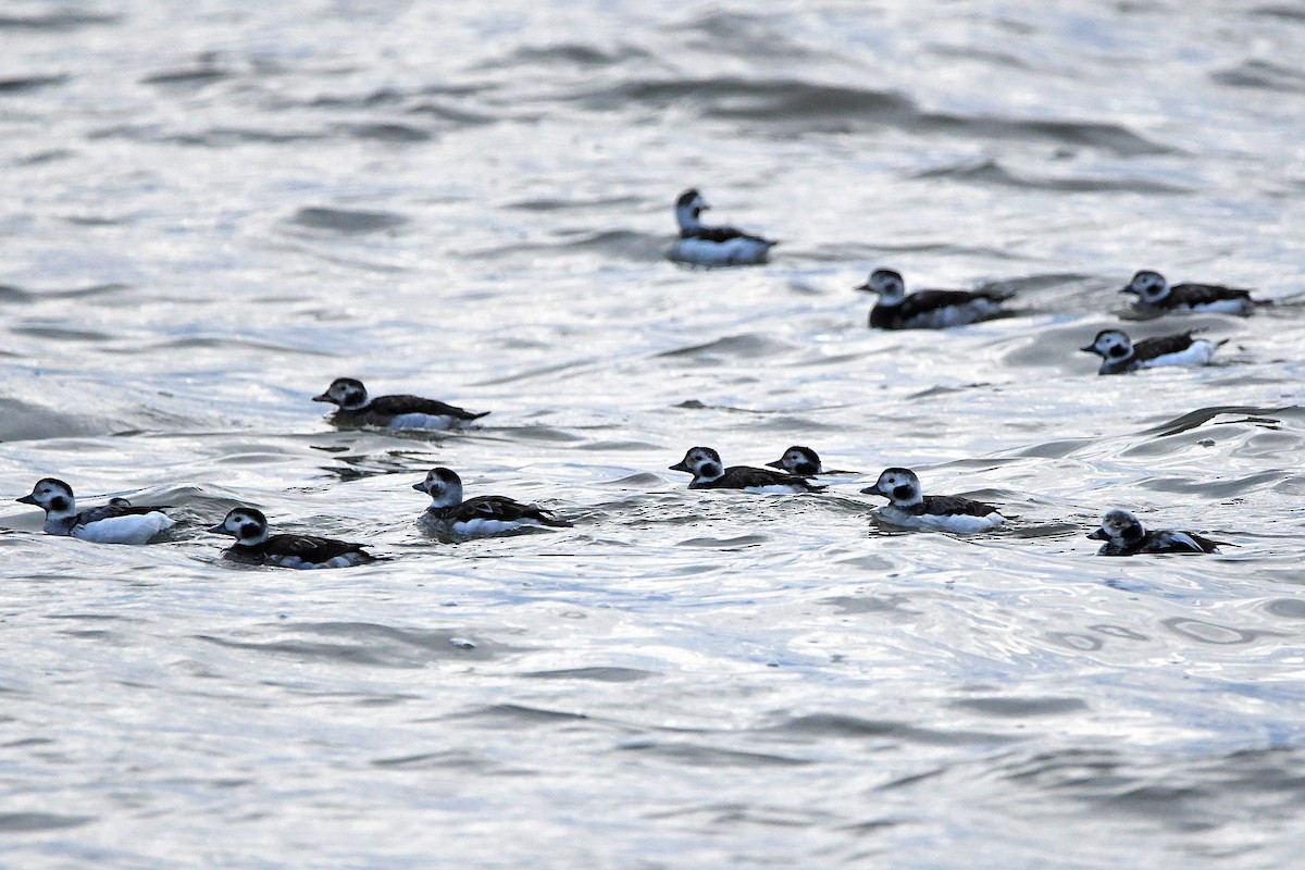 Long-tailed Duck - ML620017991