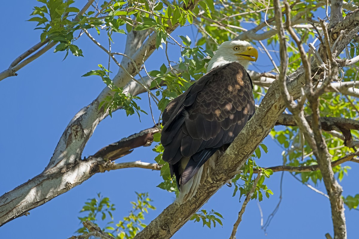 Weißkopf-Seeadler - ML620017996