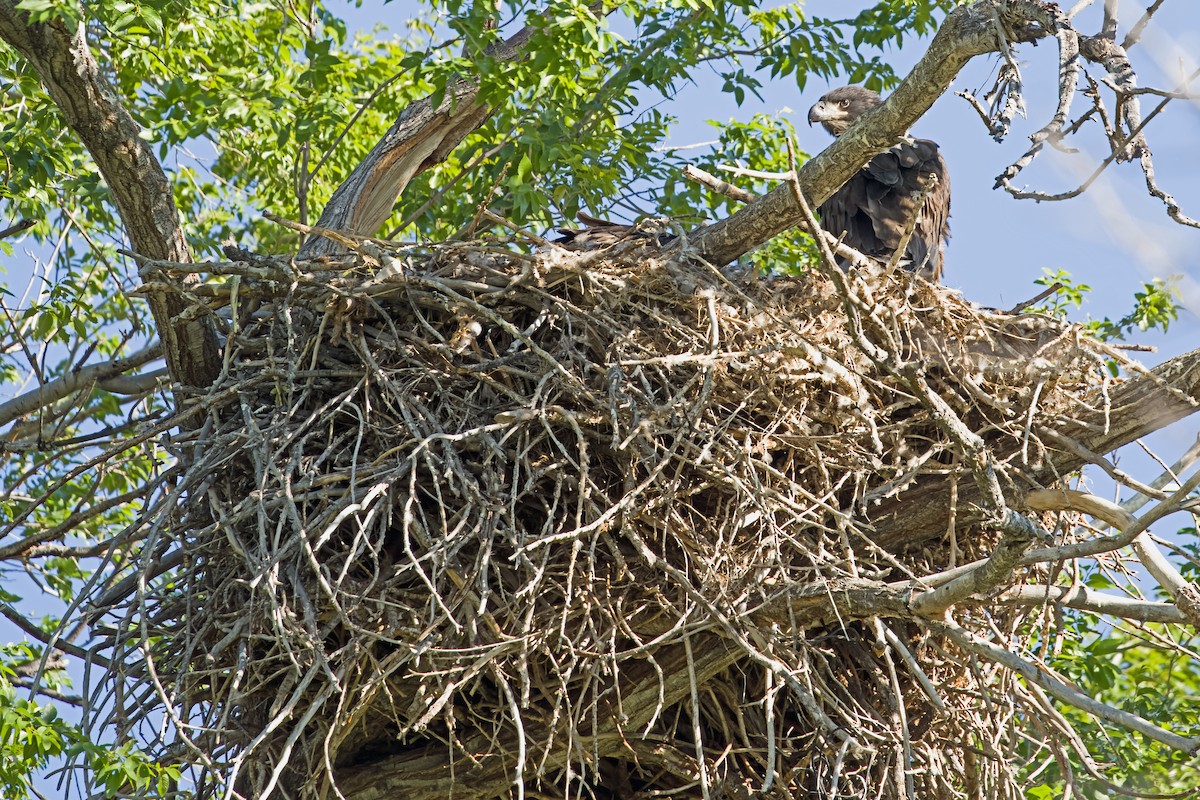 Weißkopf-Seeadler - ML620017997