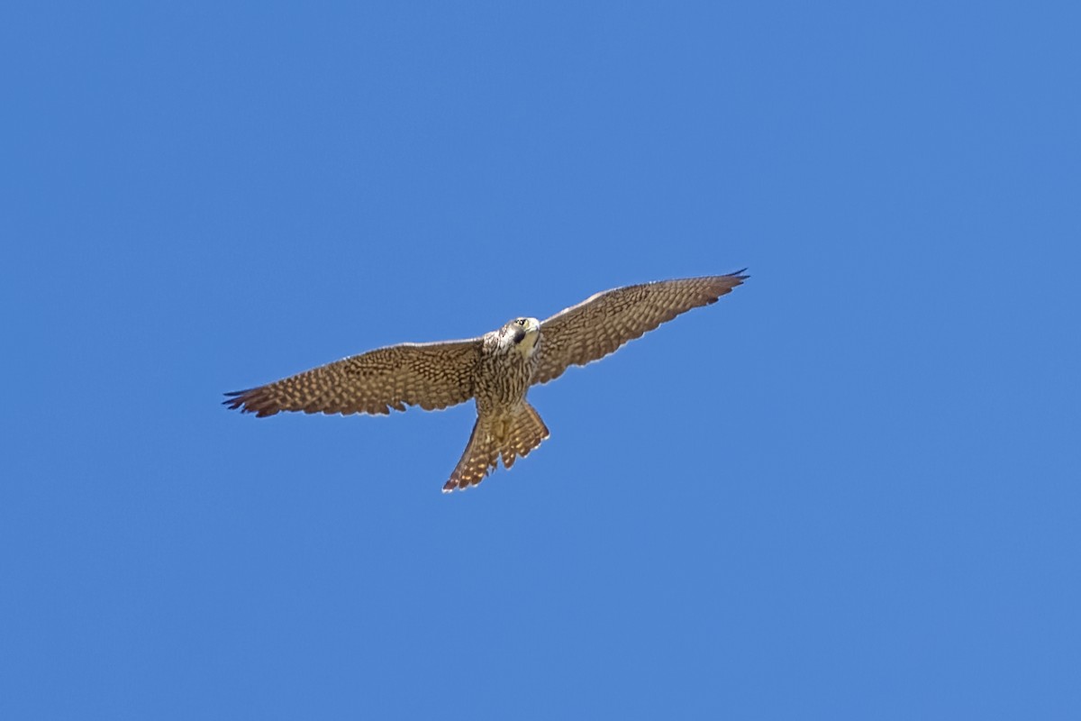 Peregrine Falcon - ML620017999
