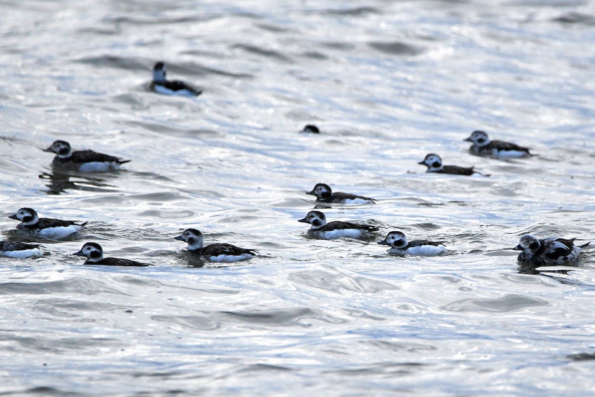 Long-tailed Duck - ML620018001