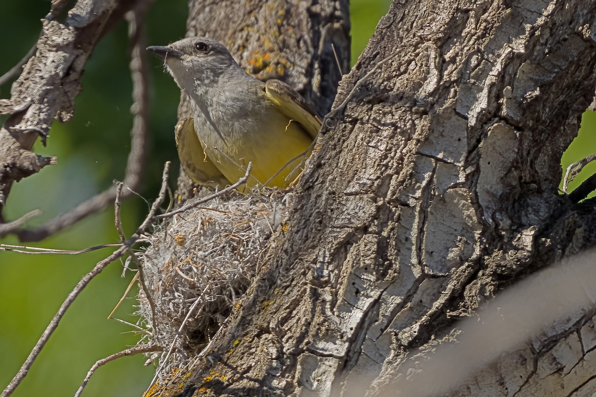 Western Kingbird - ML620018002