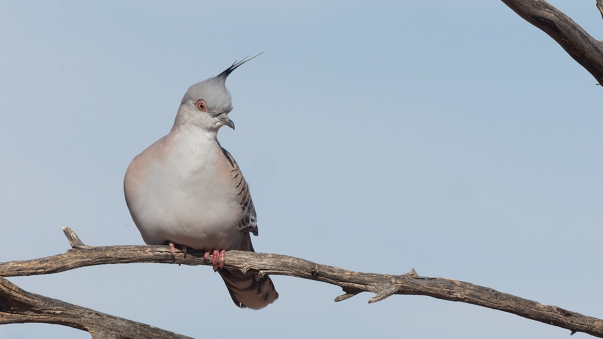 Crested Pigeon - ML620018016