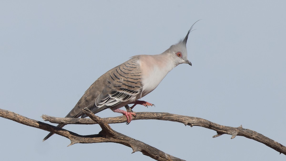 Crested Pigeon - ML620018017
