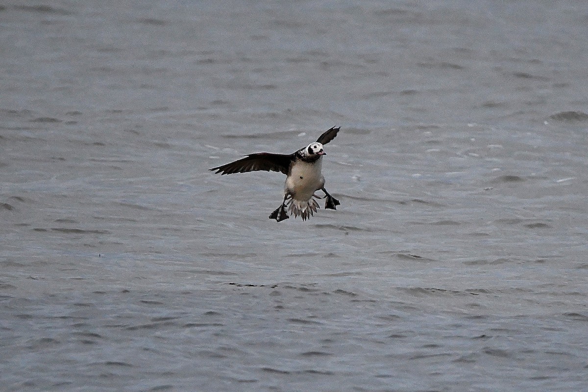 Long-tailed Duck - ML620018023