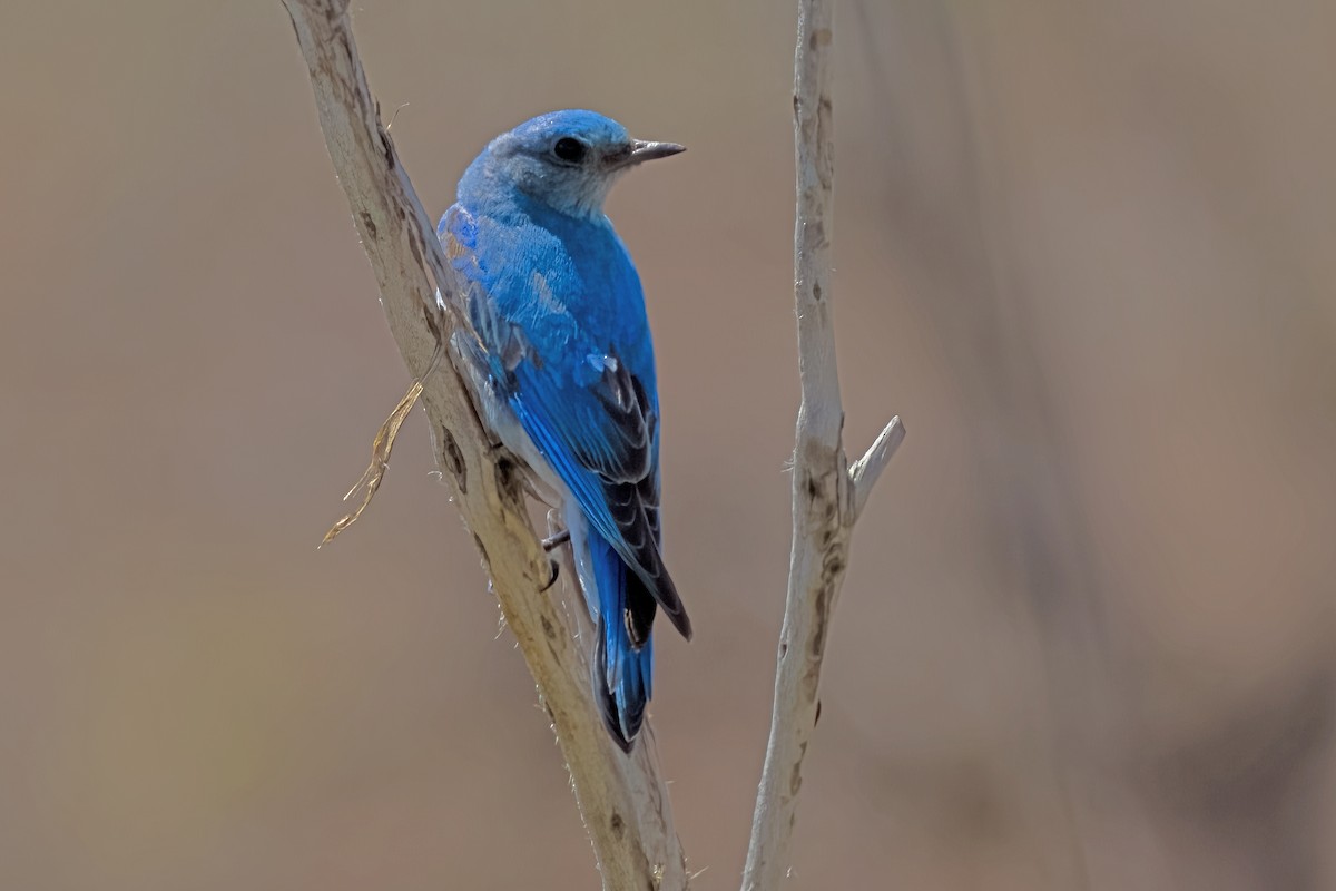 Mountain Bluebird - ML620018024