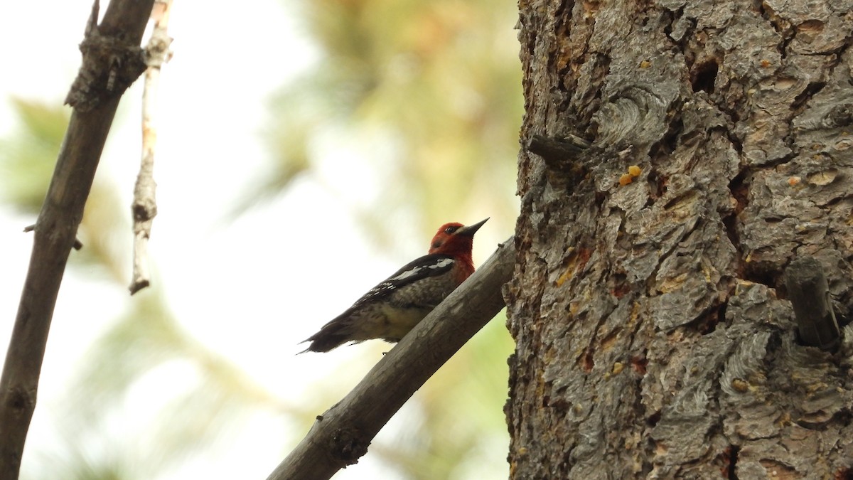 Red-breasted Sapsucker - ML620018026