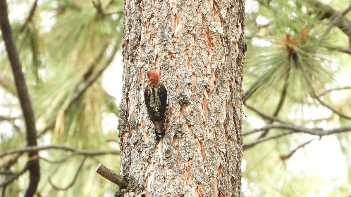 Red-breasted Sapsucker - ML620018027