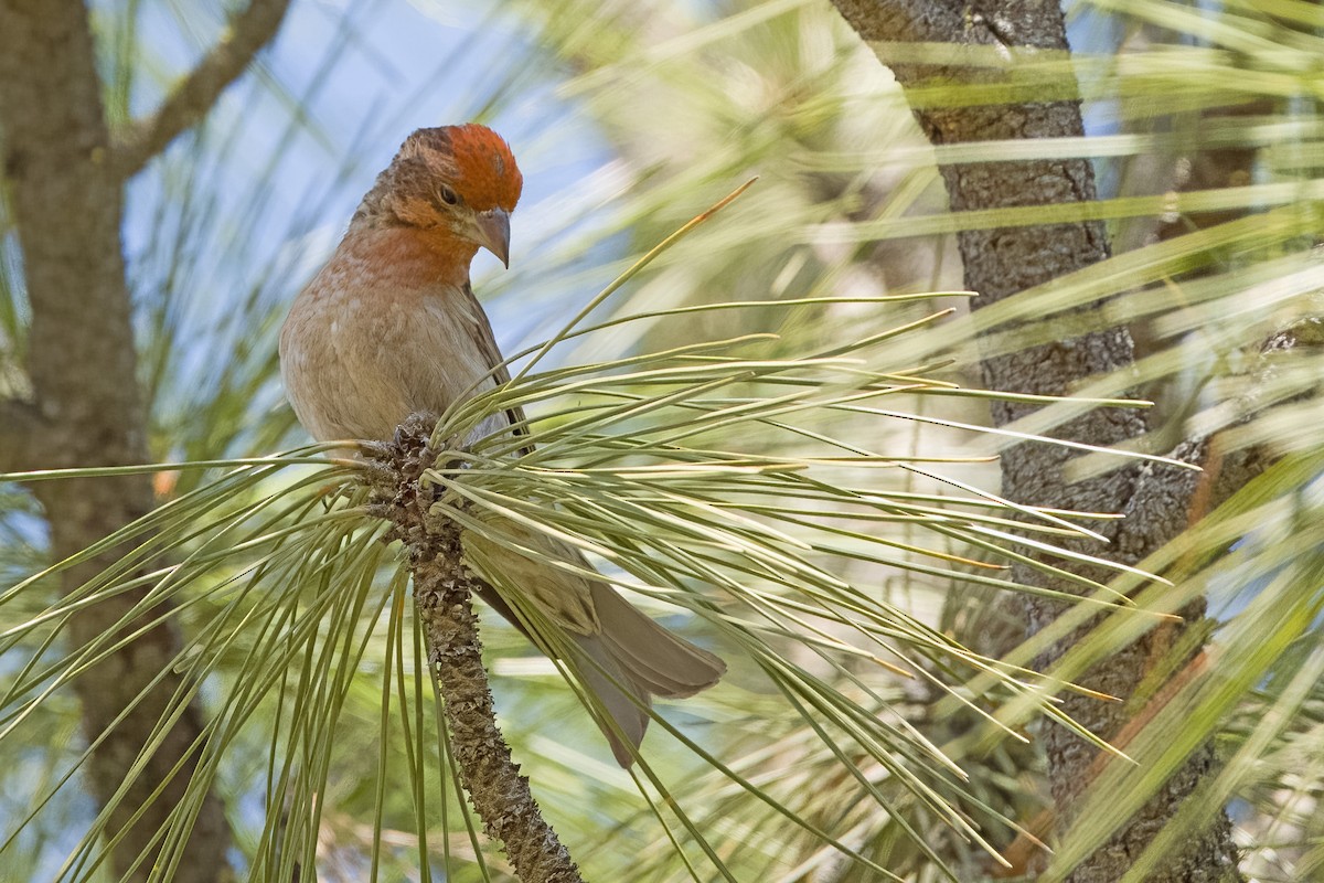 Cassin's Finch - ML620018029