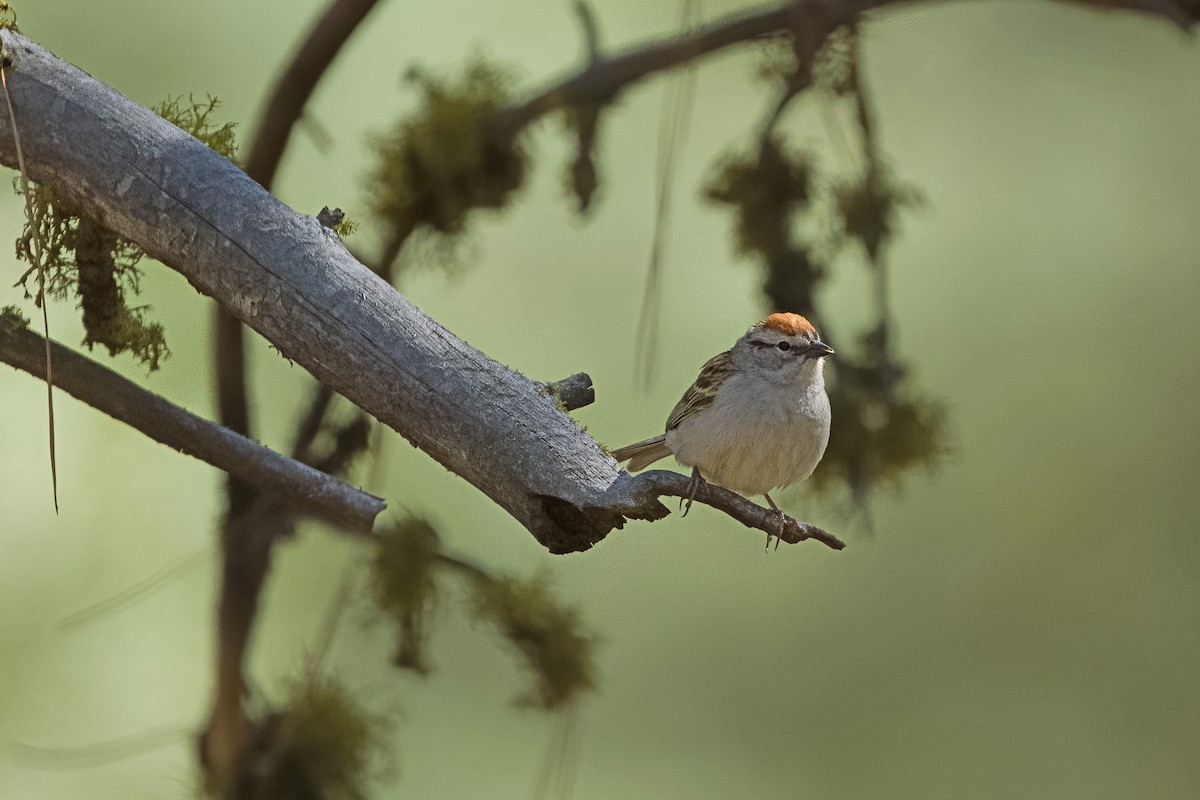 Chipping Sparrow - ML620018037