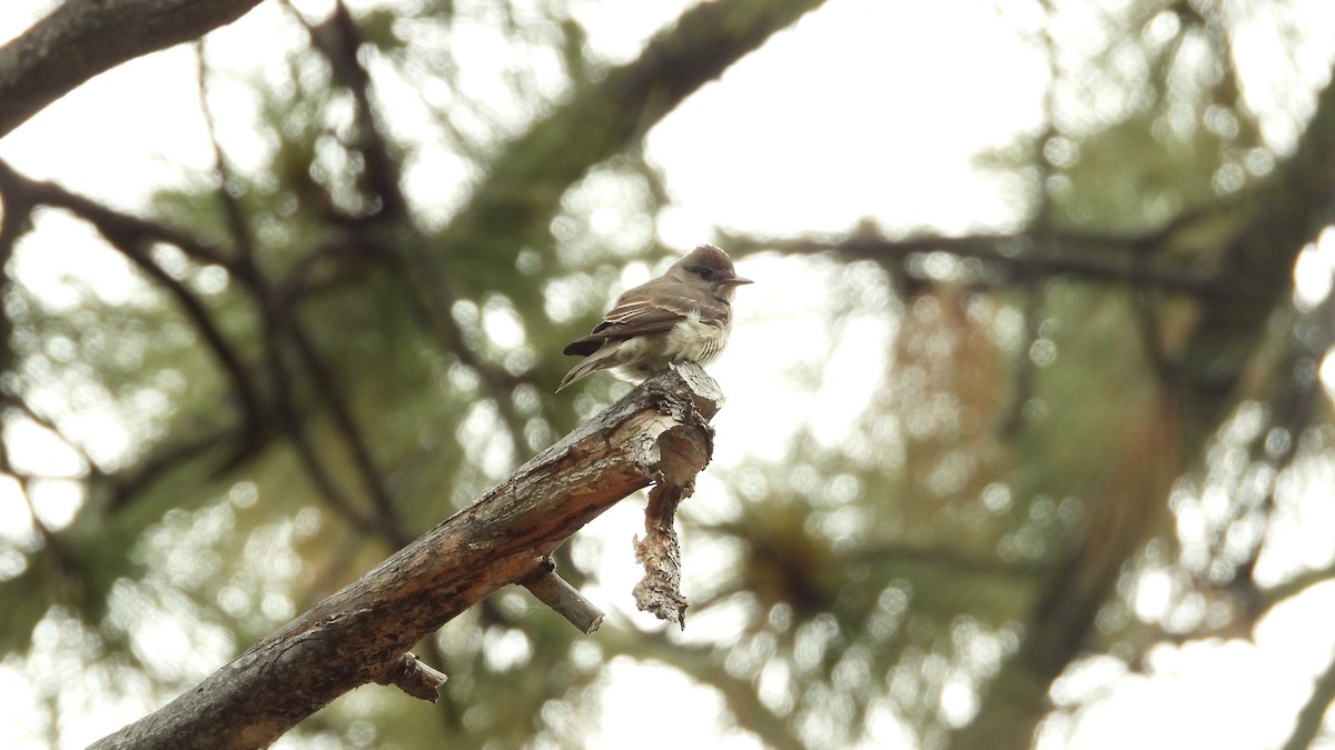 Western Wood-Pewee - ML620018039