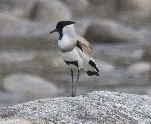 River Lapwing - ML620018052