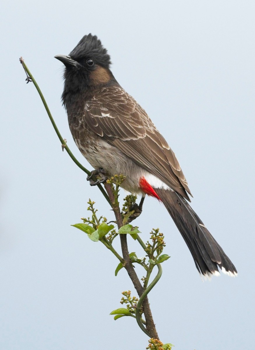Red-vented Bulbul - ML620018053