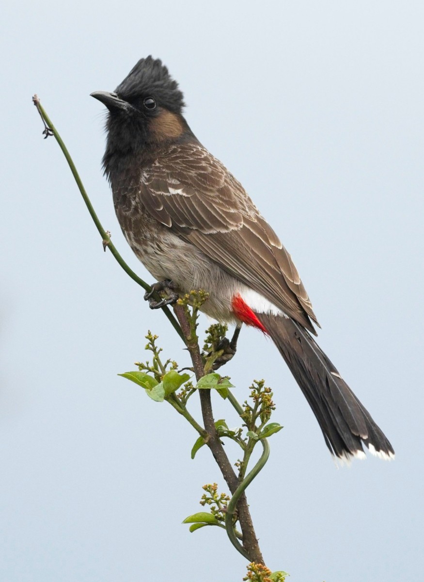 Bulbul à ventre rouge - ML620018053