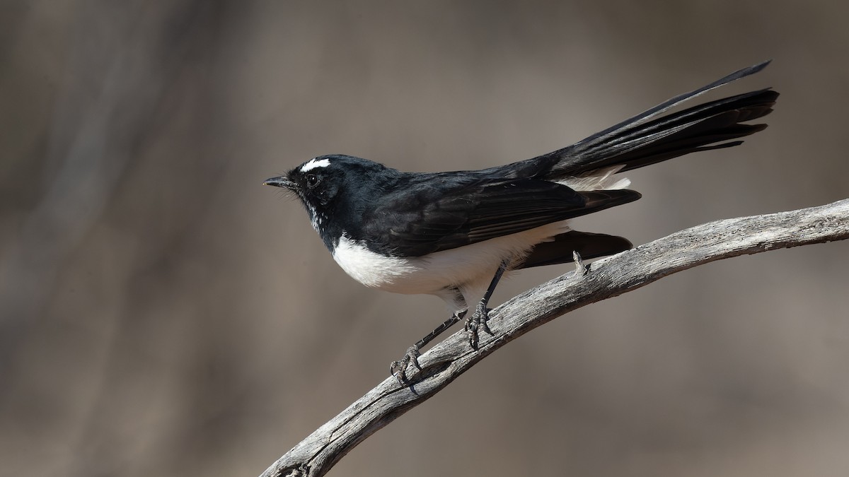 Willie-wagtail - ML620018054
