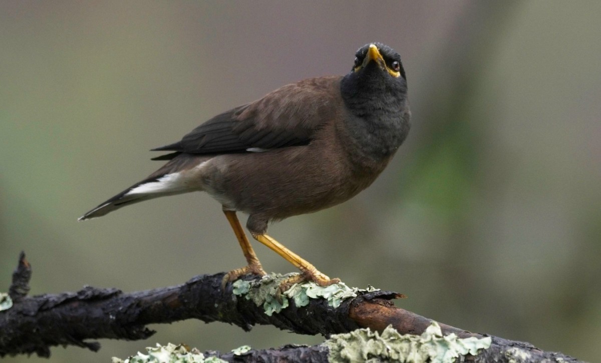 Common Myna - ML620018055