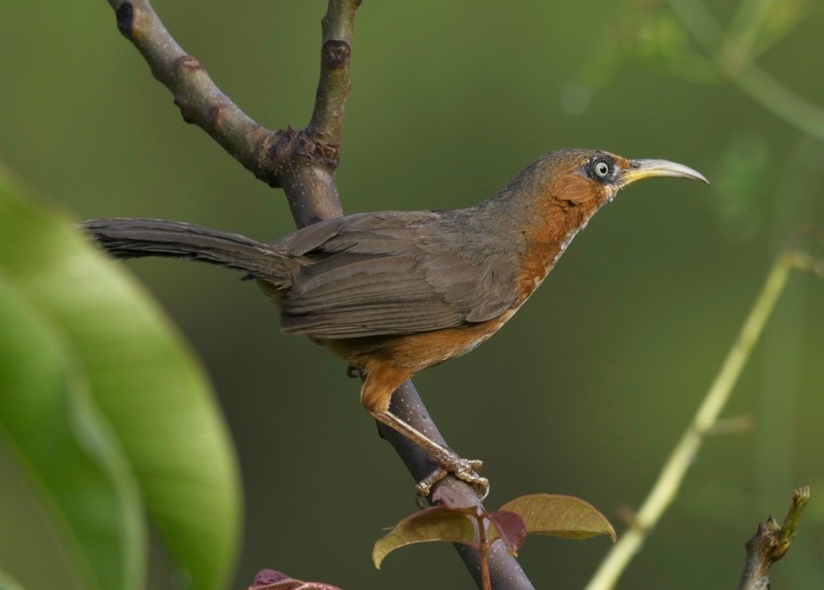 Rusty-cheeked Scimitar-Babbler - ML620018061