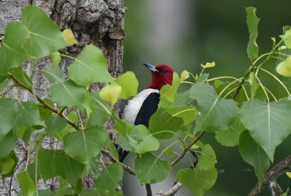 Red-headed Woodpecker - ML620018105