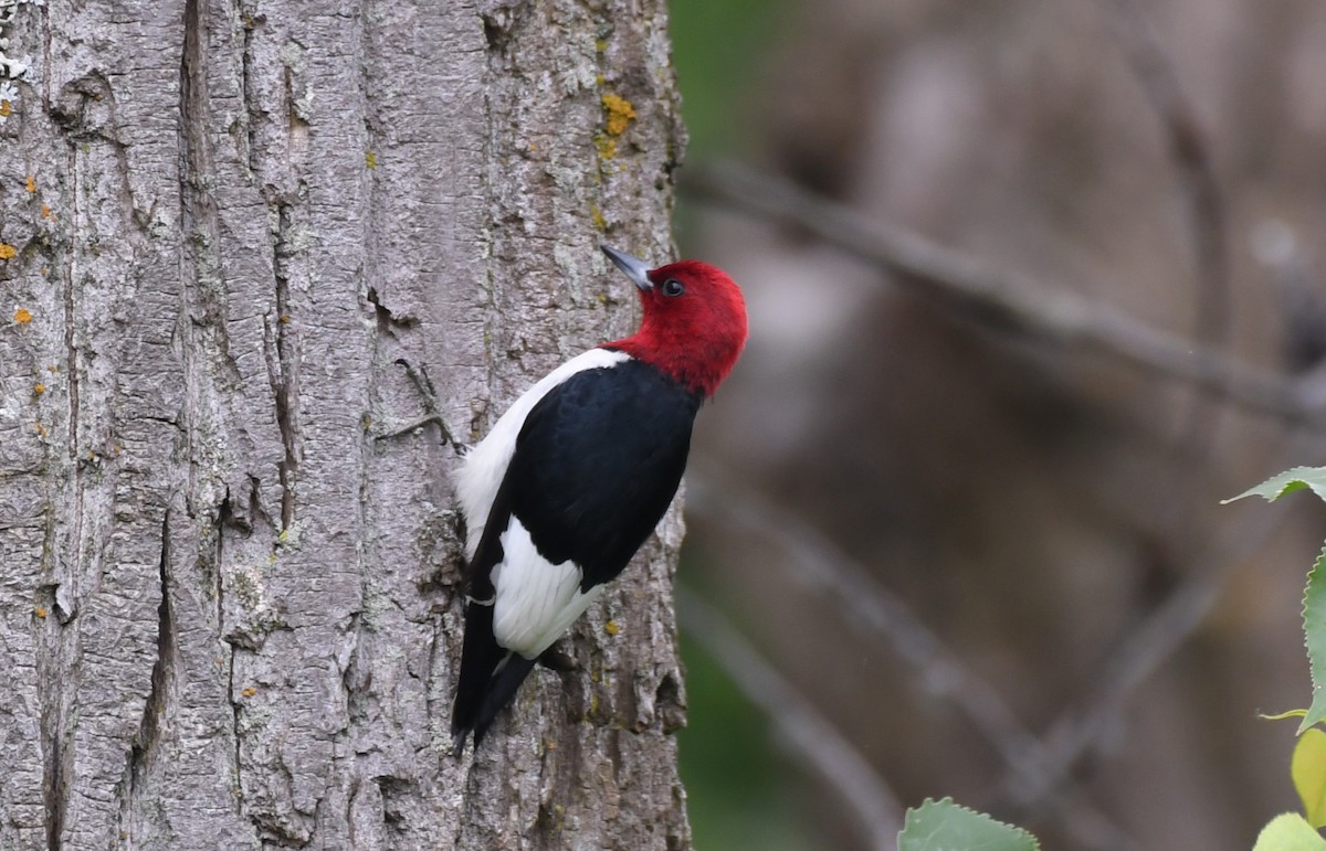 Red-headed Woodpecker - ML620018106