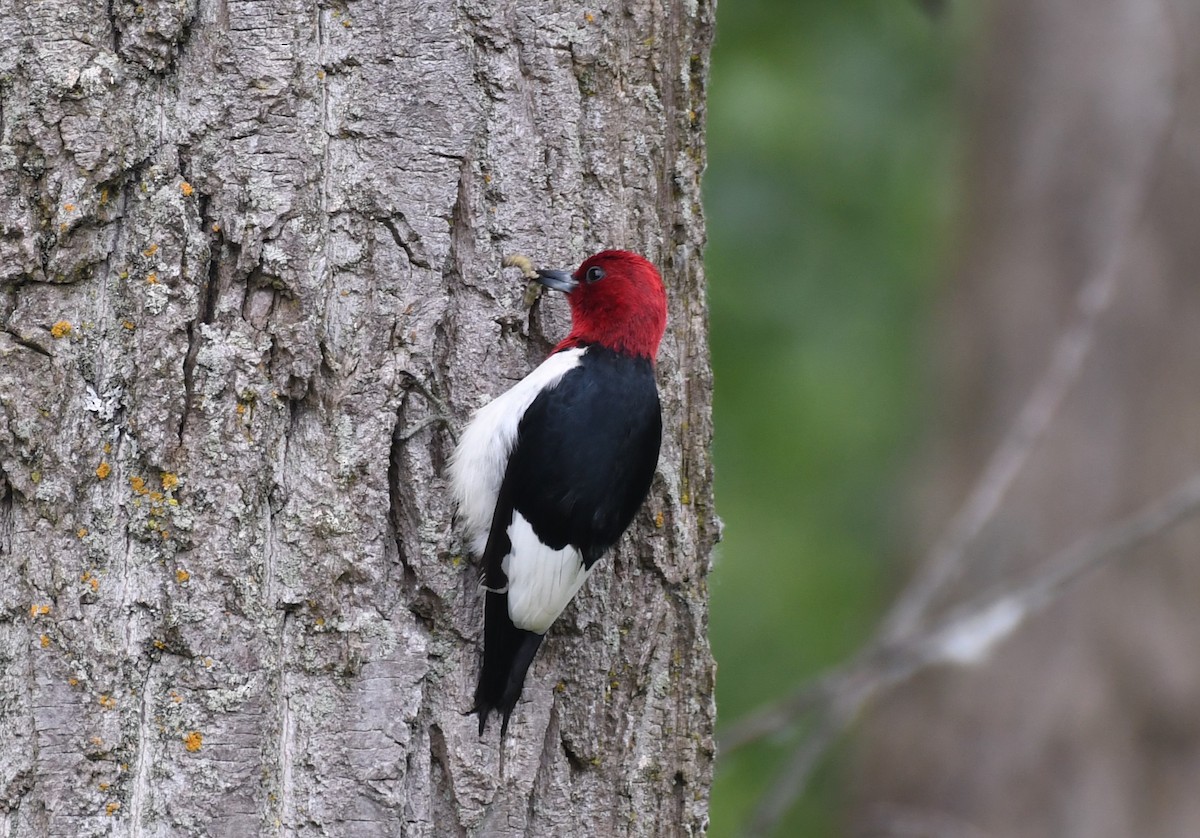 Red-headed Woodpecker - ML620018107