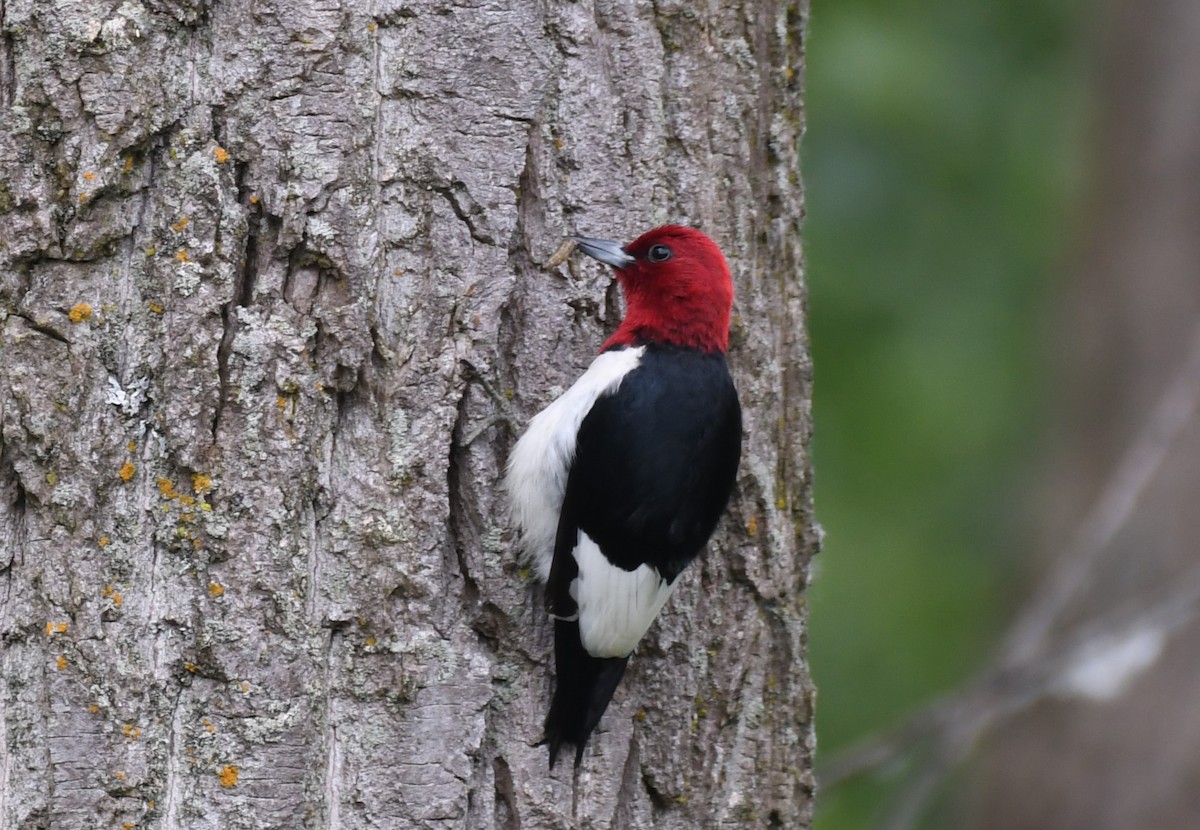 Red-headed Woodpecker - ML620018108
