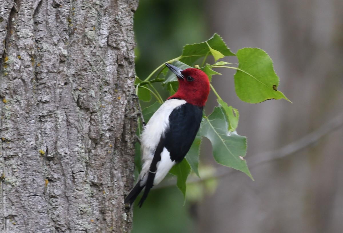 Red-headed Woodpecker - ML620018109